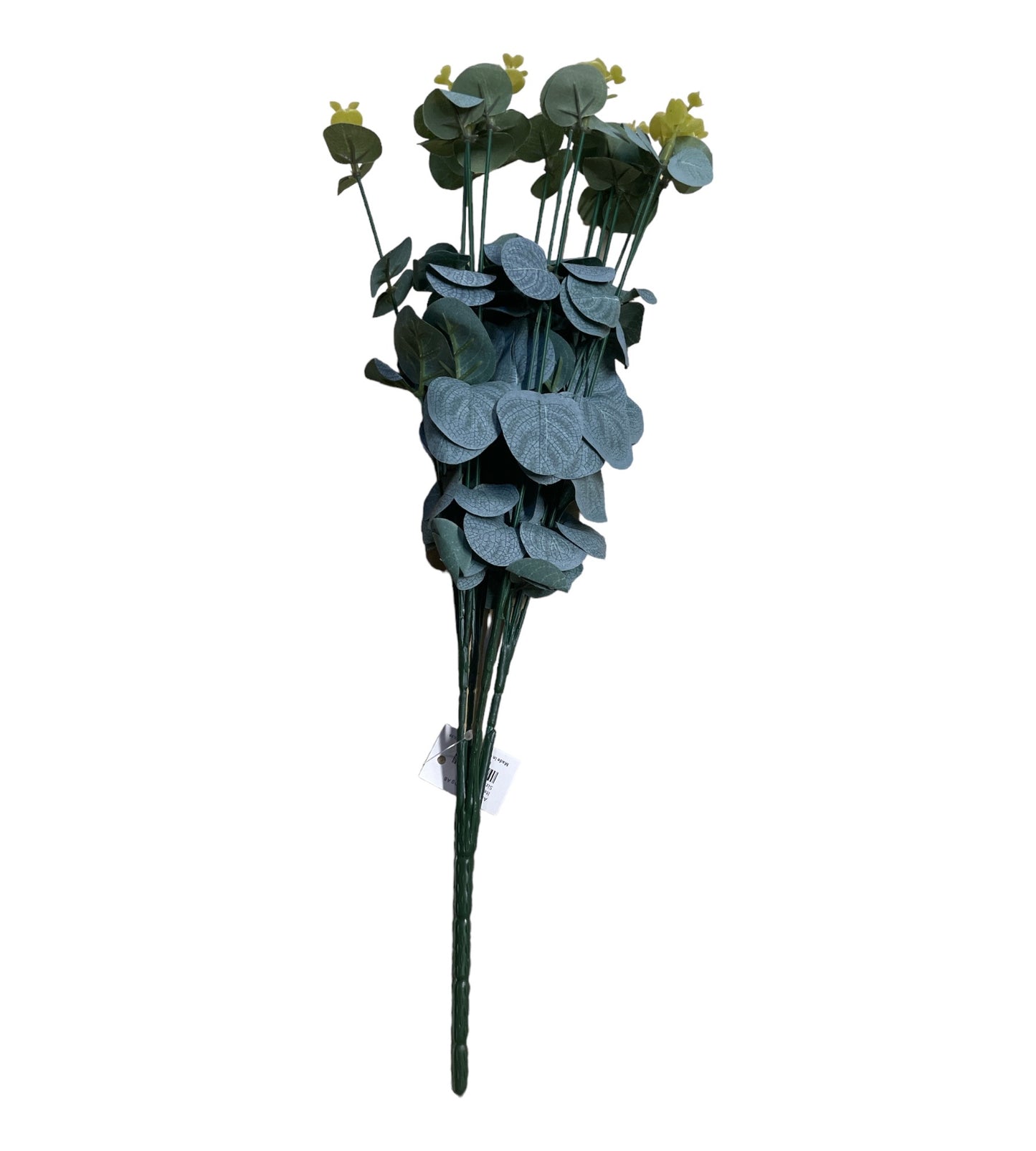 konstgjord Eucalyptus cinerea, myrtenväxt