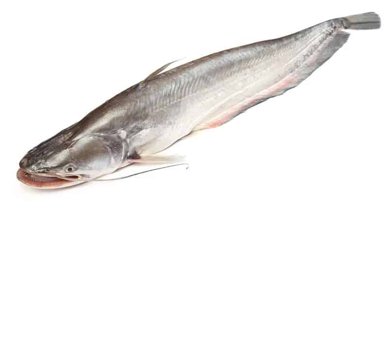 Fisk Kattfisk/havskatt kg pris