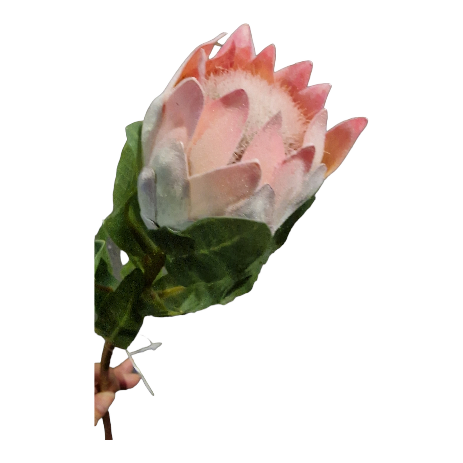 Pink King Protea i plast