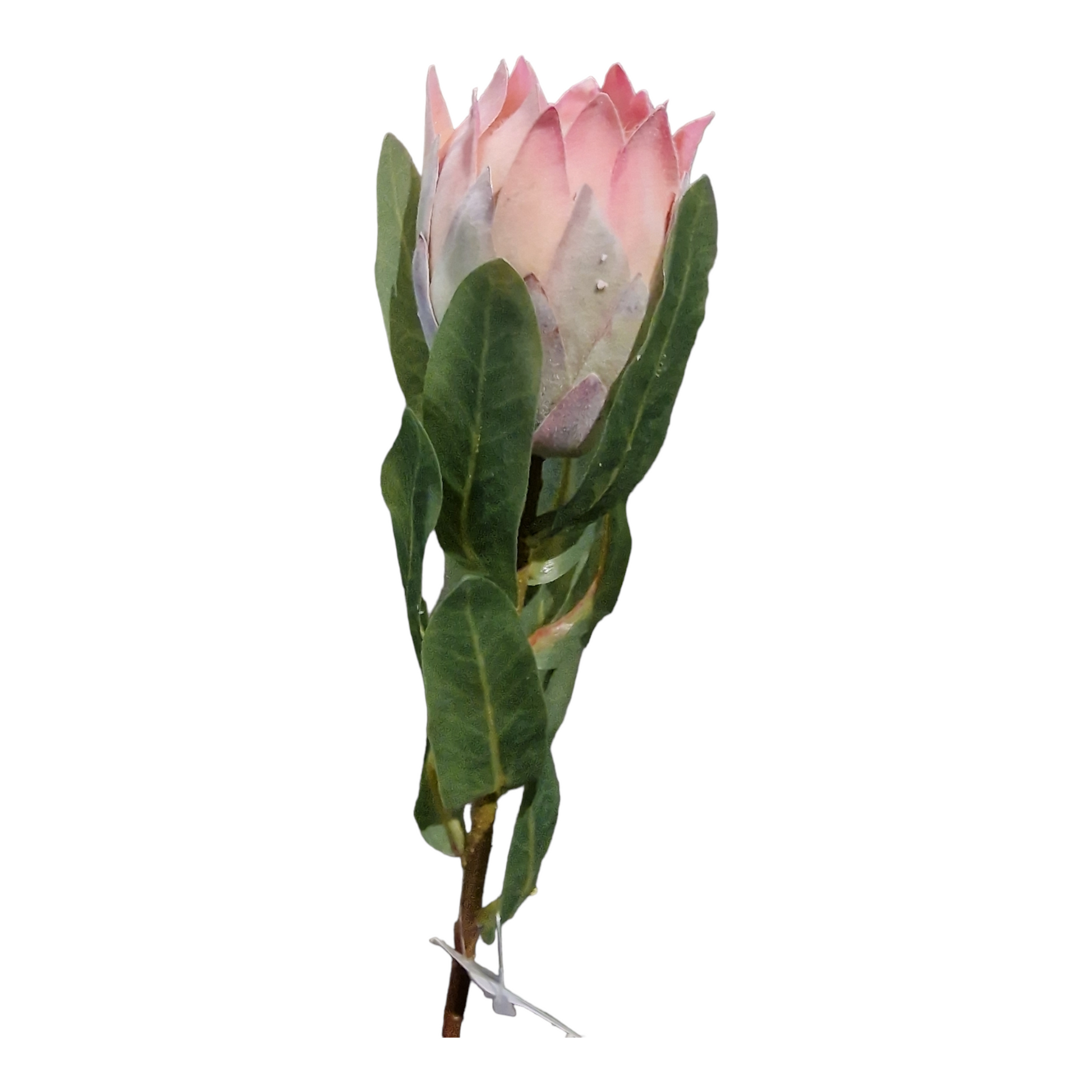 Pink King Protea i plast
