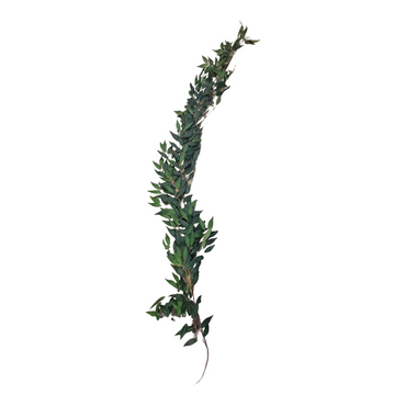 Olivkvist girlang 170cm