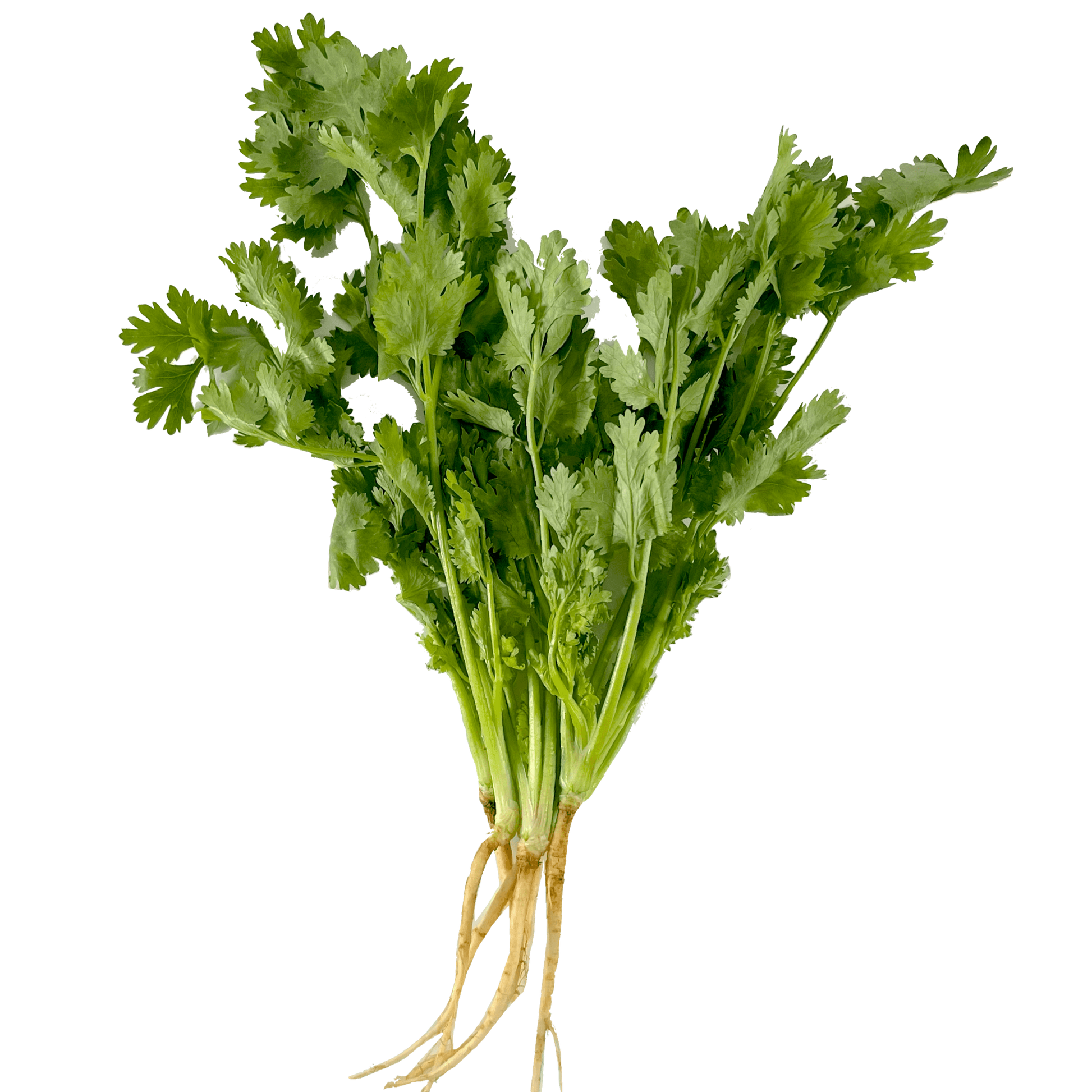 Färsk Thai Koriander 100g