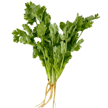 Färsk Thai Koriander 100g