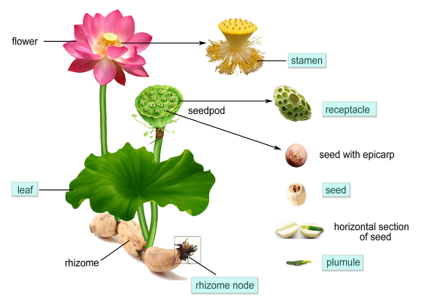 Lotusfrön 90g